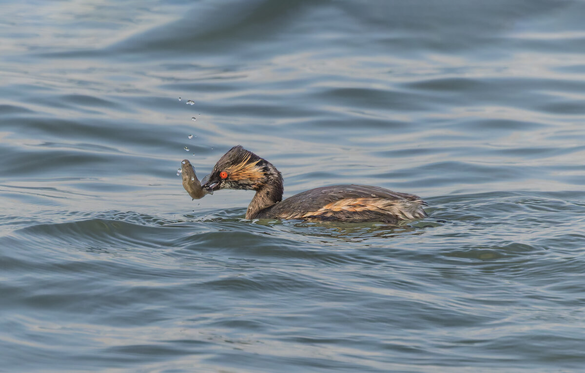 черношейная поганка.весна Лазоревское. - юрий макаров