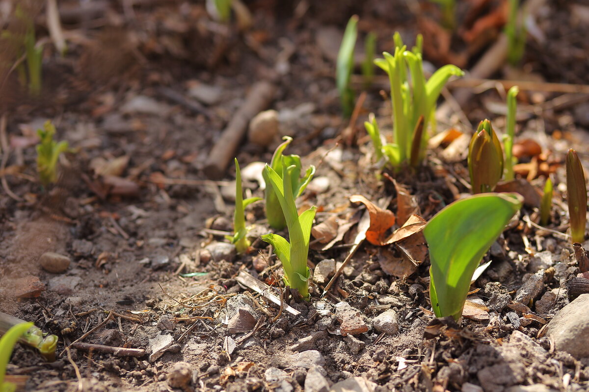Будущие цветочки - Юрий Гайворонскiий