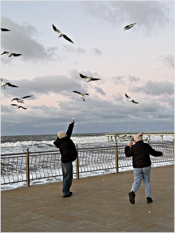 Чайки. - Валерия Комова