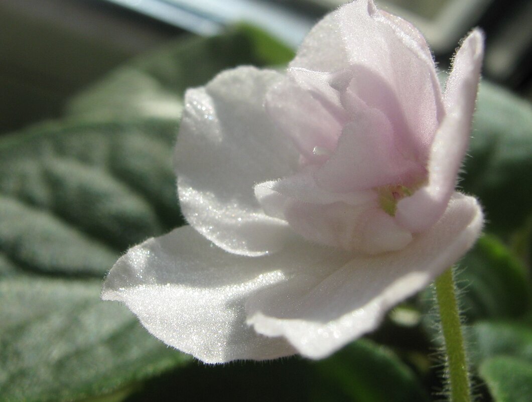 Фиалка - Елена Семигина