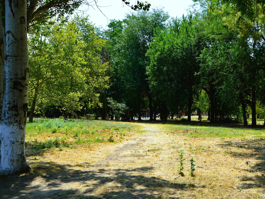 Керчь. Тропа на поляне Комсомольского парка летом. - Пётр Чернега