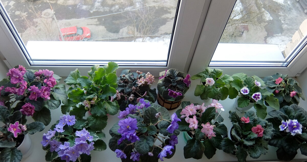 Цветут фиалки для души. - Люба 