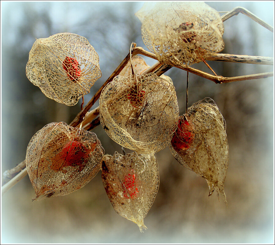 С Физалисом - Aleksandr Gal