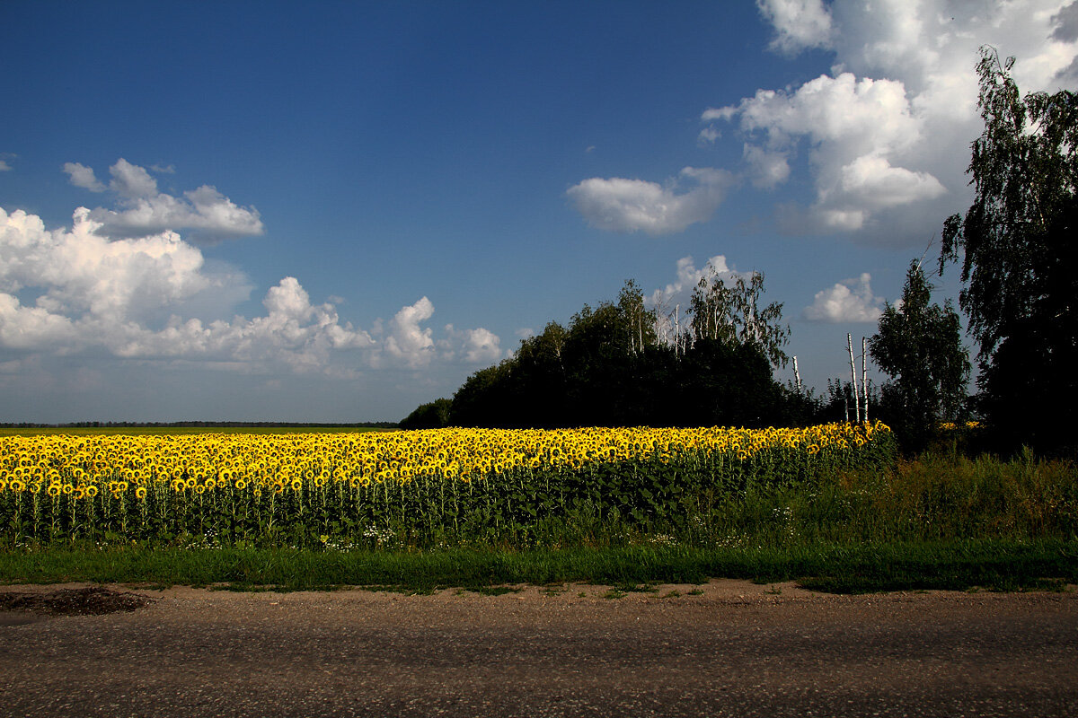Пензенские дали - MILAV V