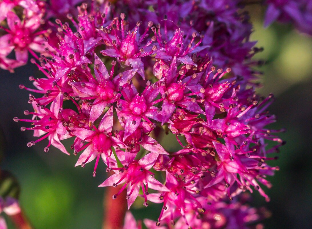 Краски лета. - Алексей Трухин