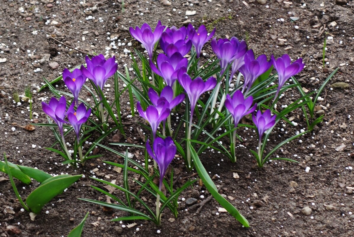 Крокусы - Рита Симонова