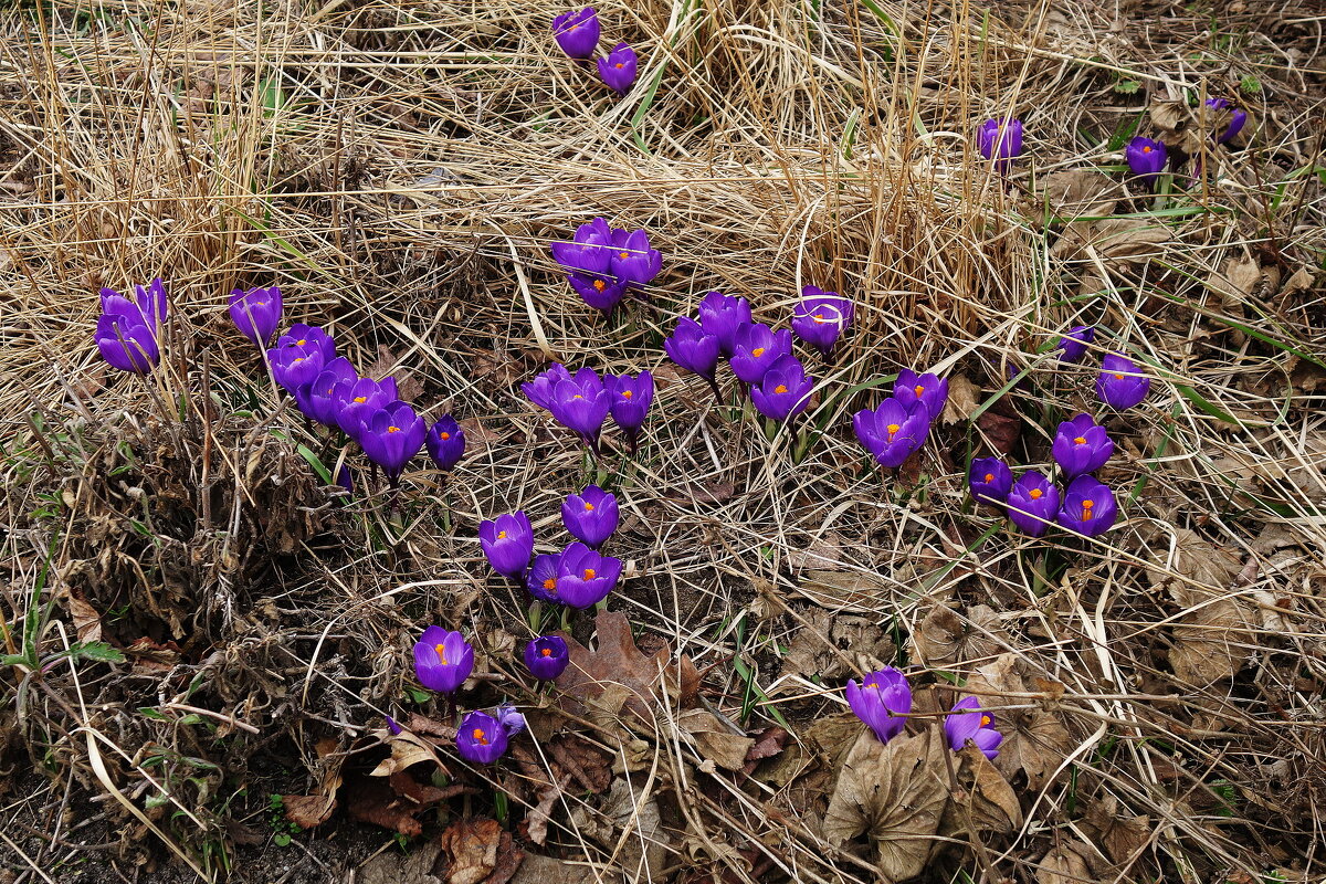 Крокусы - Рита Симонова