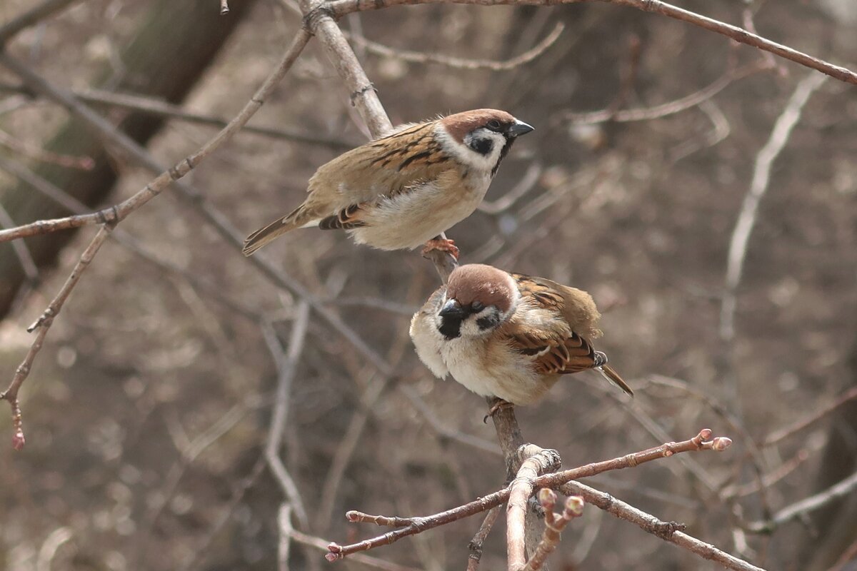 Свидание - Дмитрий И_