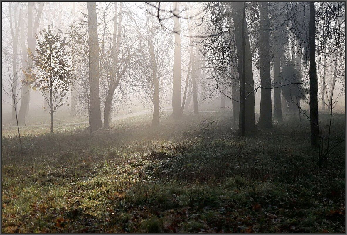 Туман, осень - ZNatasha -