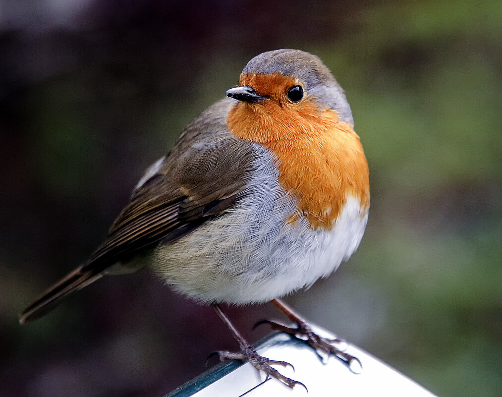 Зорянка - Андроник Александр 