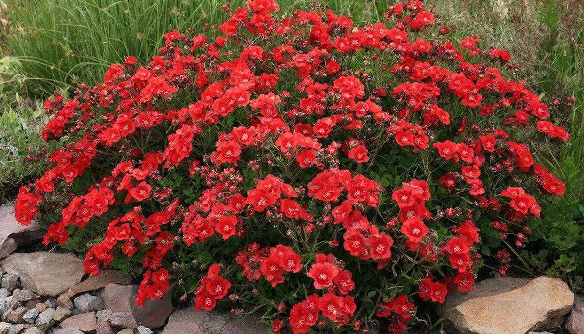 Кореопсис красильный Амулет - МАРИЯ ПОПОВА