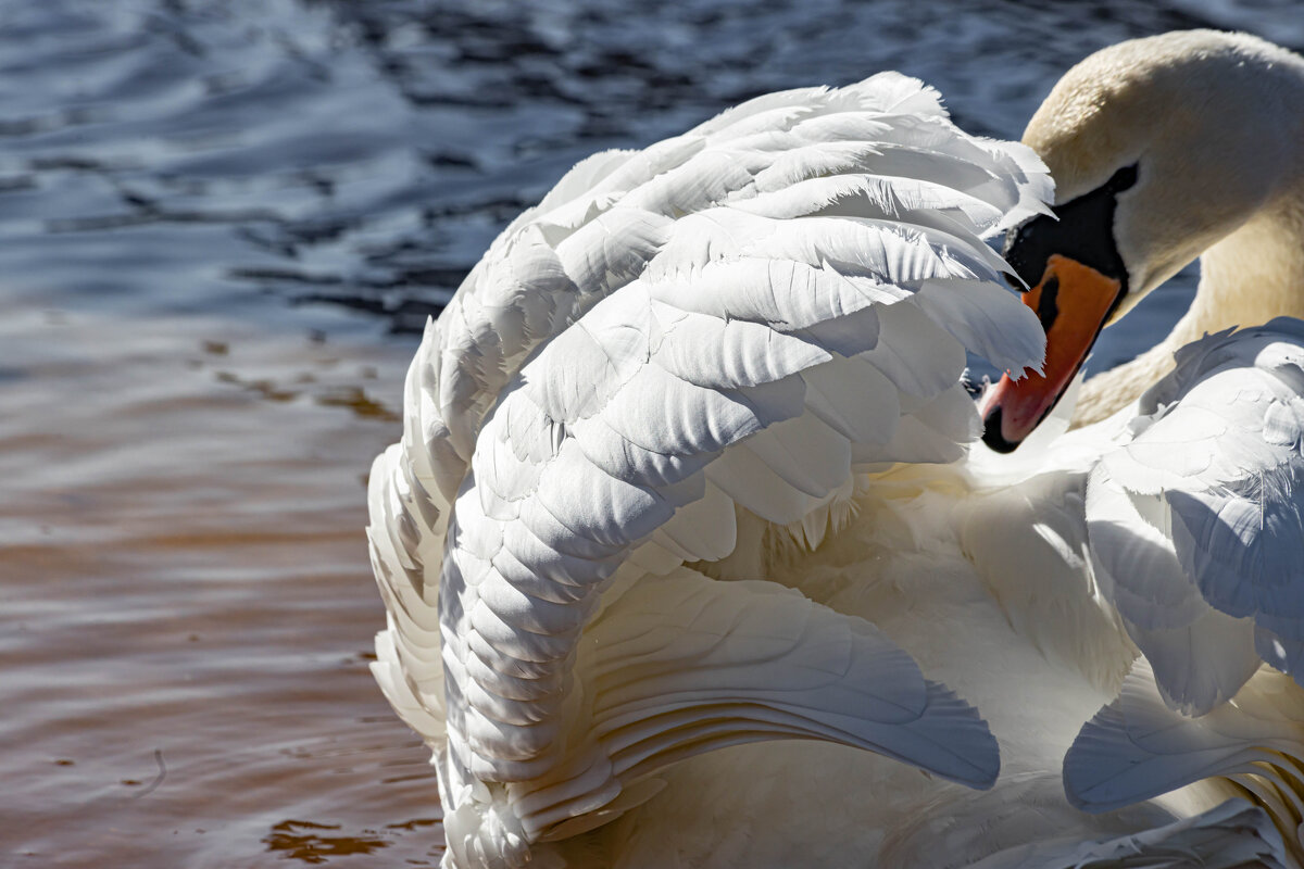 Завораживающие создание - Екатерина Счасная