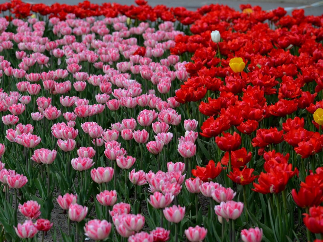 нет ничего краше - Таня Фиалка