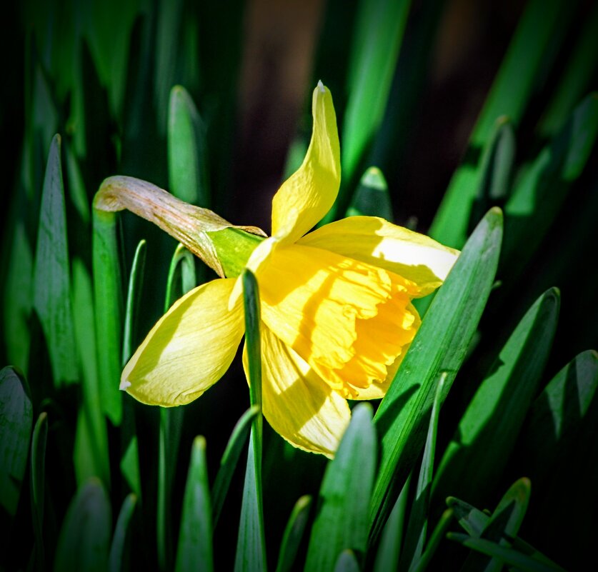 Весеннее. - Владимир 