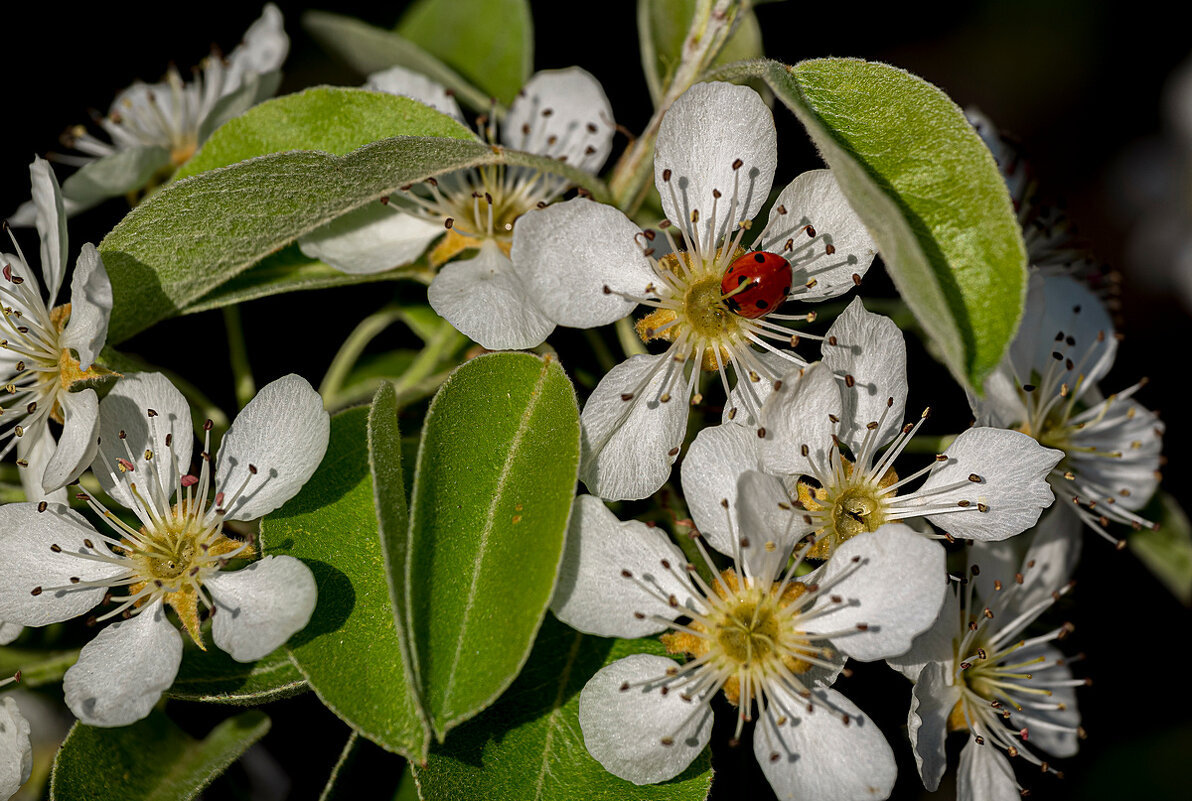 груша - Aleksandr .