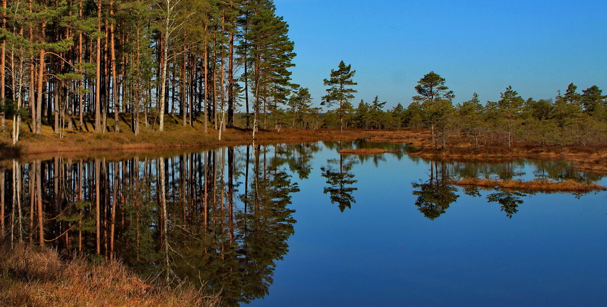 Лесные фотозарисовки.. - Татьян@ Ивановна Лесные фотозарисовки.. - Татьян@ Ивановна