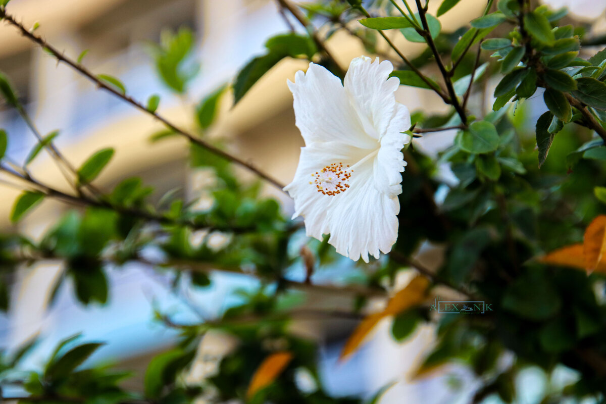 Белый гибискус. - Argaman Табашник Белый гибискус. - Argaman Табашник