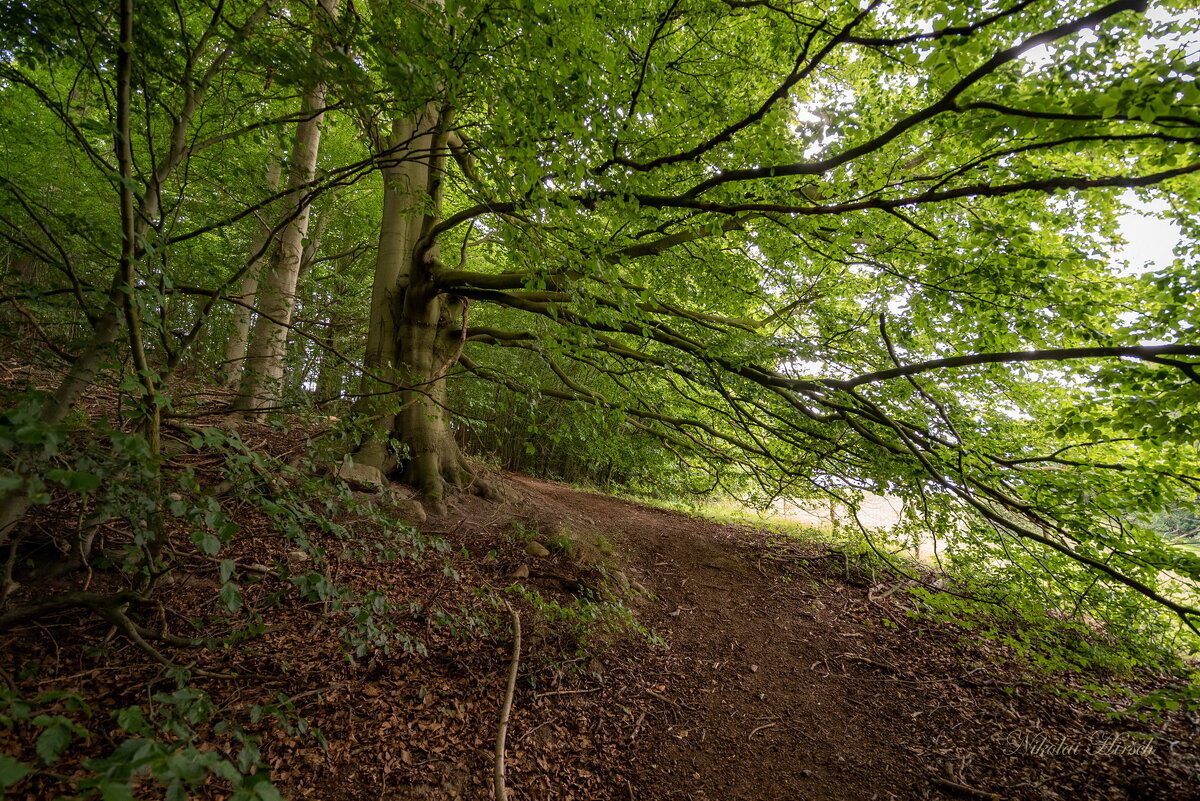 Под ветвями... - Николай Гирш