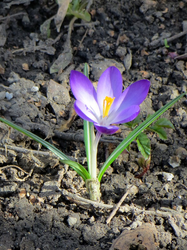 Молодая поросль - Александр Чеботарь Молодая поросль - Александр Чеботарь