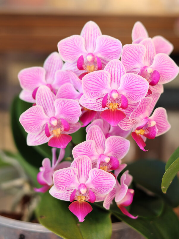 Моя коллекция орхидей - Irene Irene Моя коллекция орхидей - Irene Irene