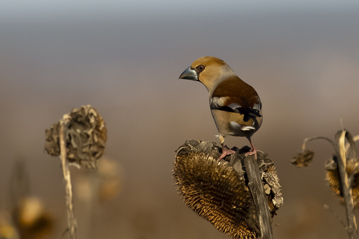 *** - Валерий Черняк