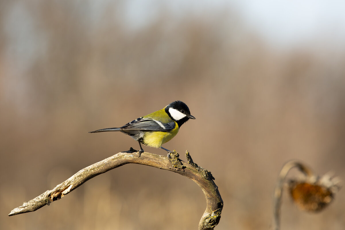 *** - Валерий Черняк