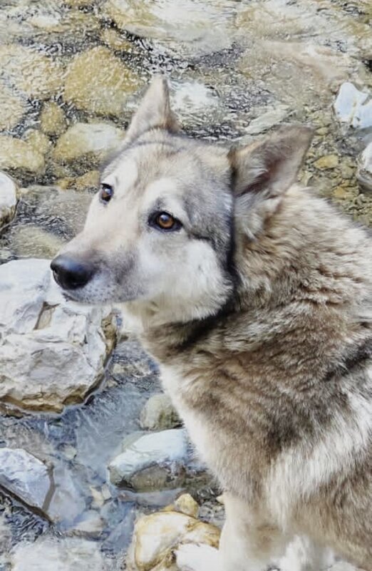 ДРУГ - Tata Wolf