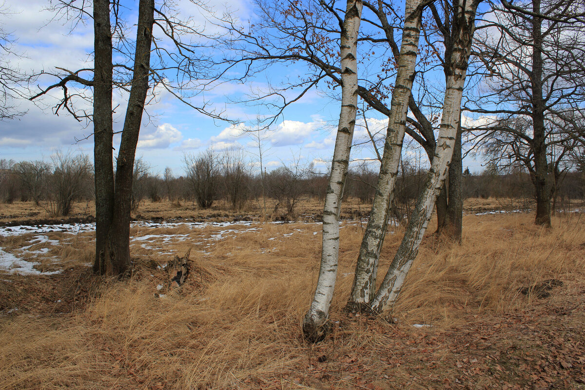 Поступь весны - Наталья Лунева 