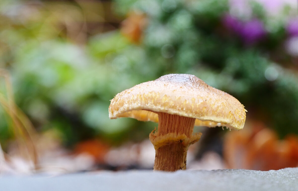 Недалеко от Невского. - Alexey YakovLev