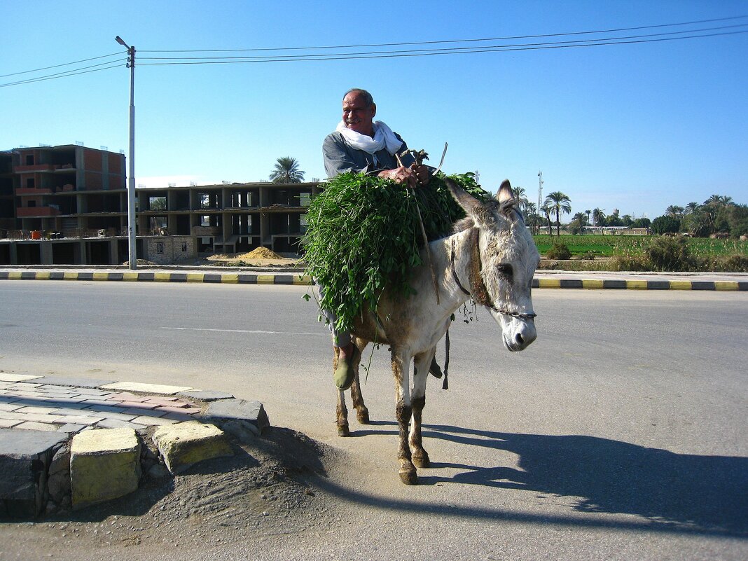 Египетский всадник. - unix (Илья Утропов) Египетский всадник. - unix (Илья Утропов)