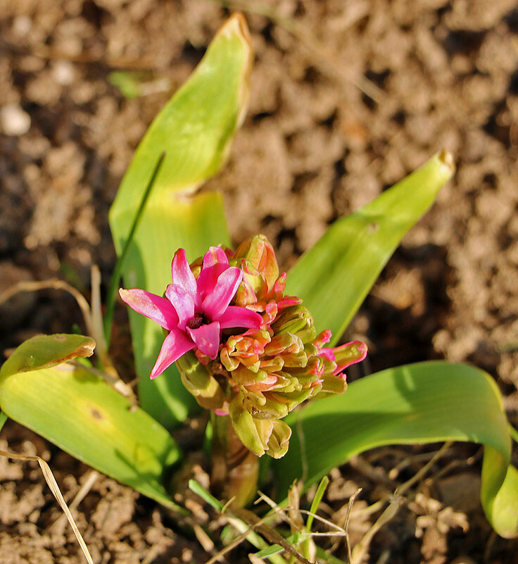 Весна идет - куркума расцветает - Светлана 