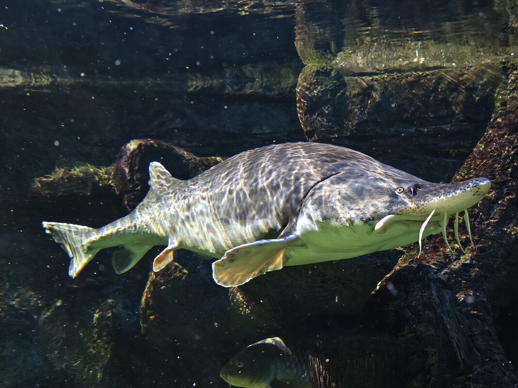 Белуга - <<< Наташа >>>