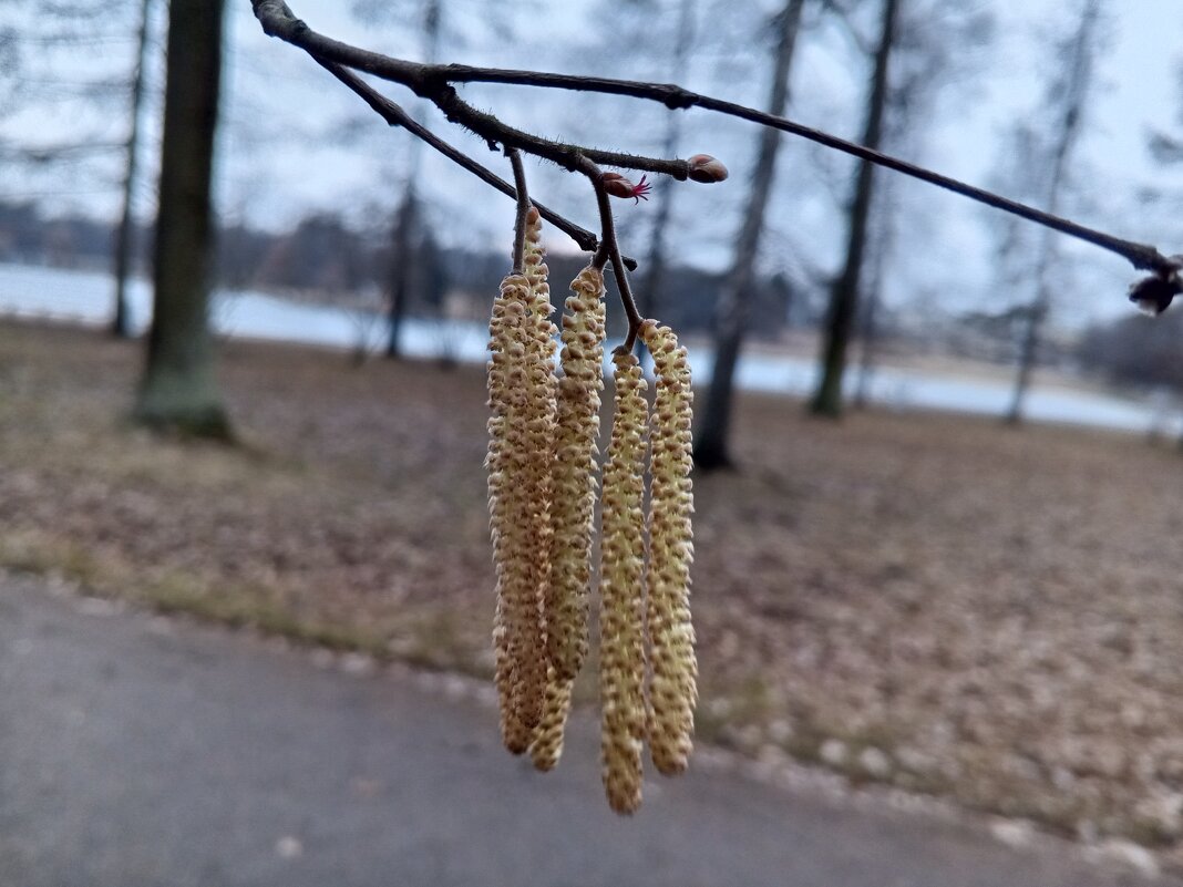 Орешник - Сапсан 