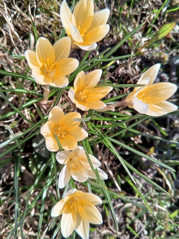 Крокус - Сапсан 