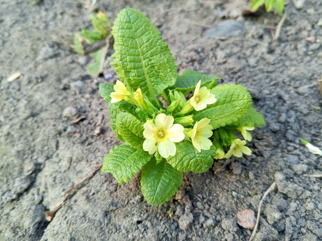 Примула - Сапсан 