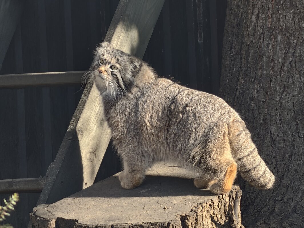 Тимоша - <<< Наташа >>>