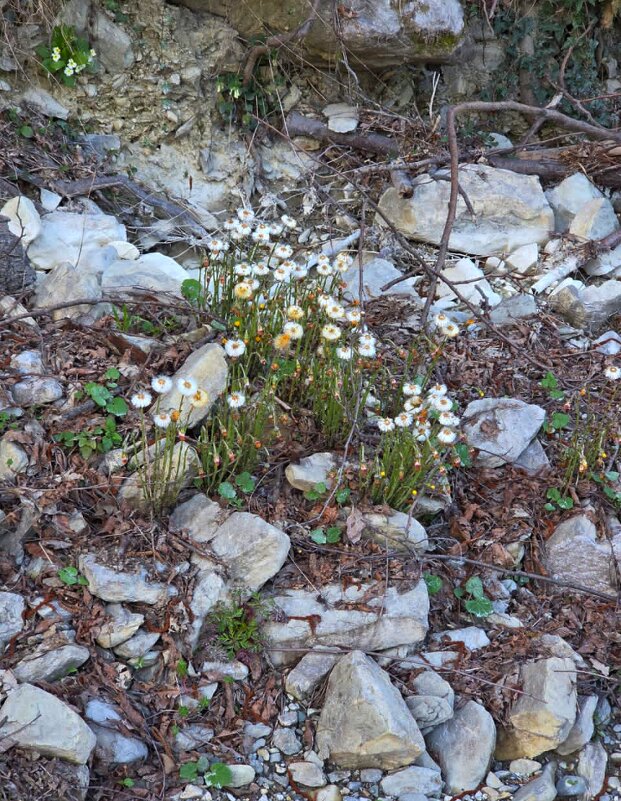 СОЛОХ АУЛ. МАРТ - Tata Wolf