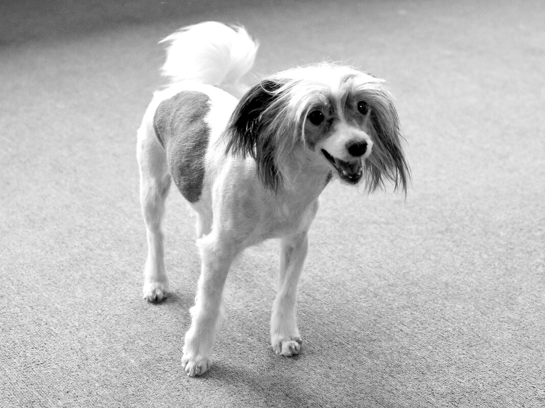 Как похудеть весной (способ не для людей) (3) - Игорь Парв