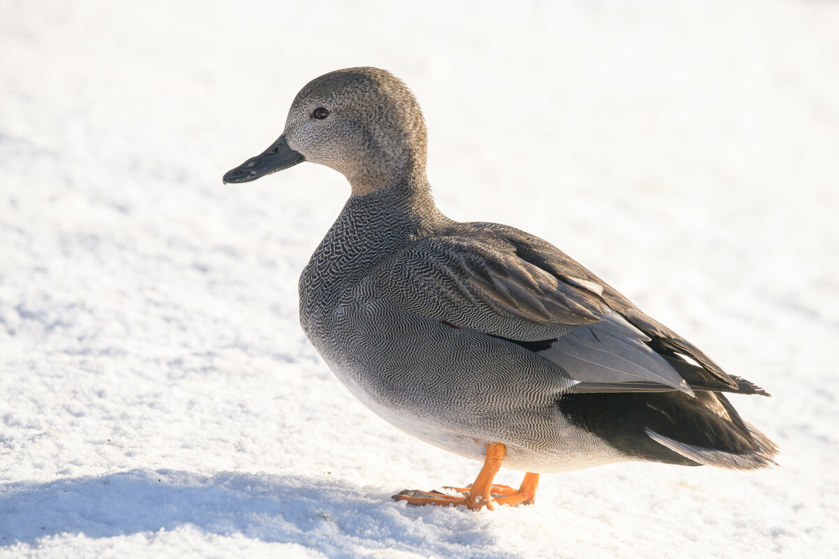 Серая утка - Дарья Меркулова Серая утка - Дарья Меркулова