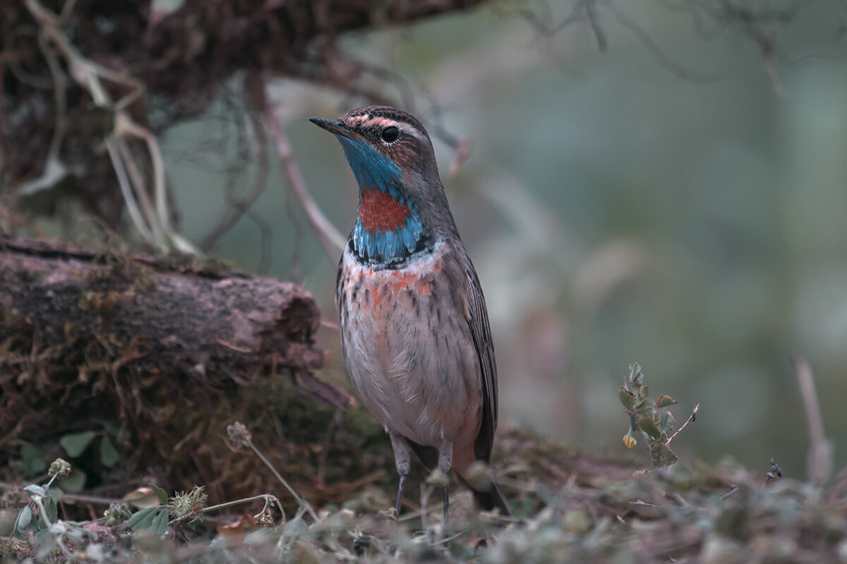 Варакушка - Yudong Liu