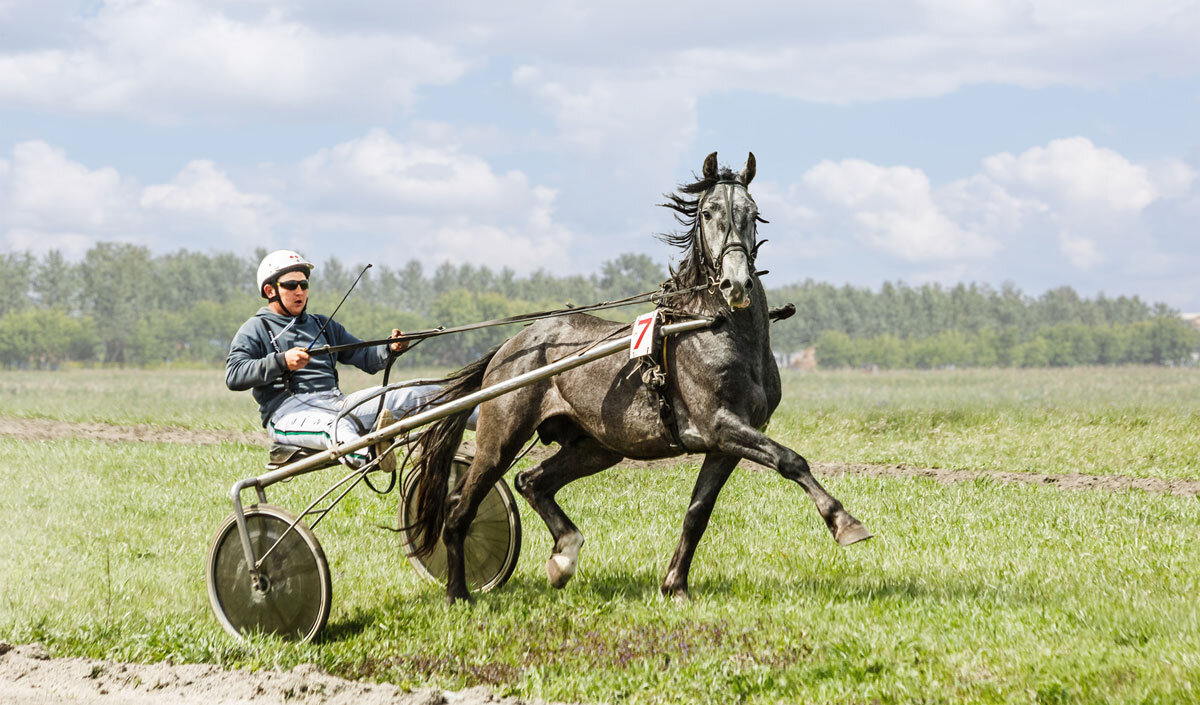 На бегах - SanSan 