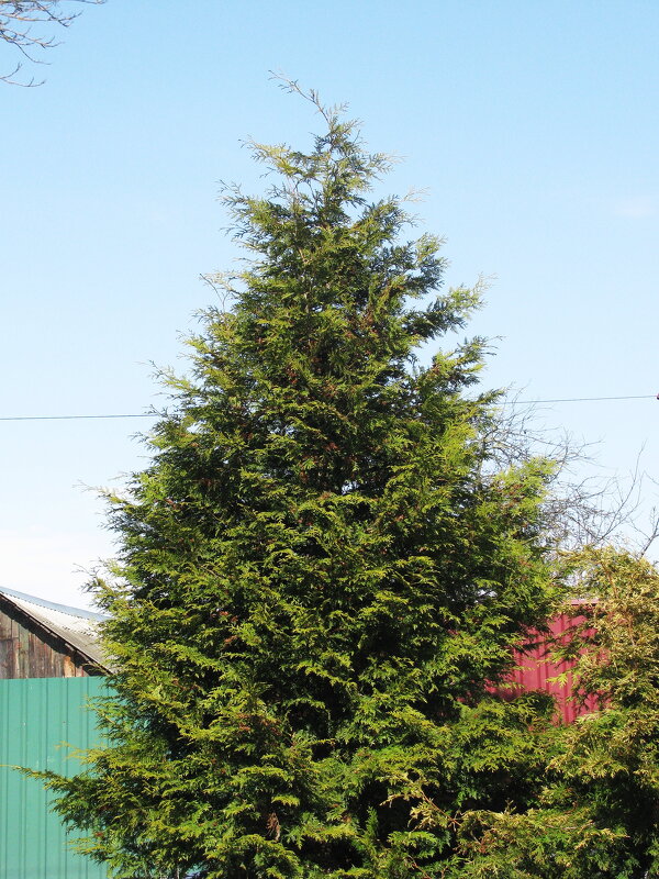 Красавица туя - Людмила Смородинская