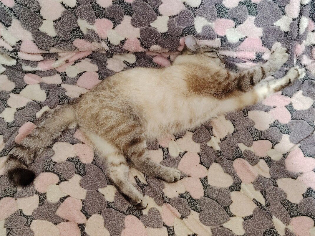 Роджер - Наталья (ShadeNataly) Мельник