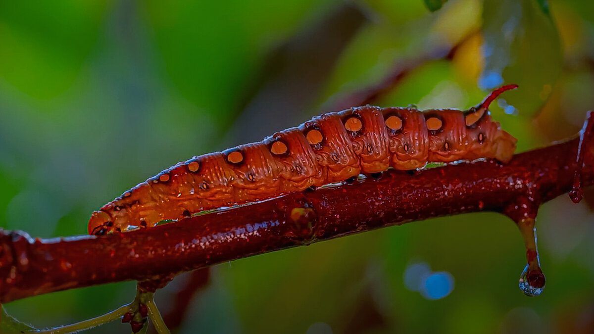 Гусеница подмаренникового бражника - Aleksey Afonin