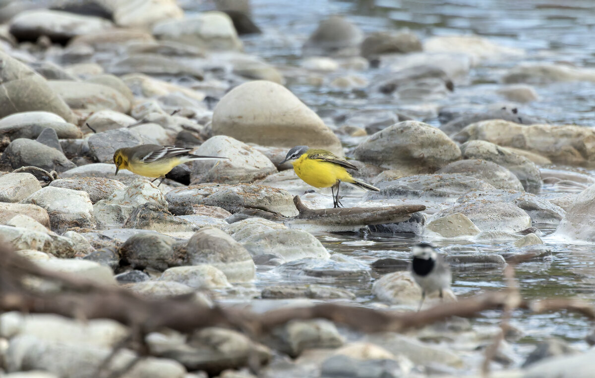 желтая трясогузка - юрий макаров