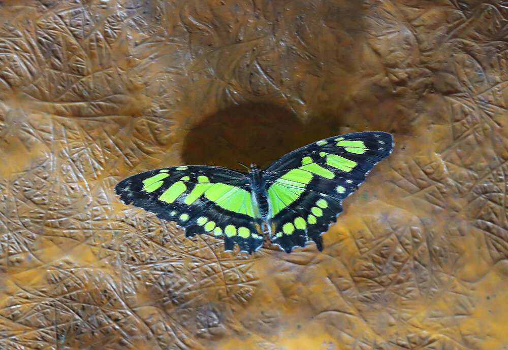 В парке бабочек - Галина Ильясова