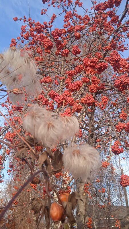 такой разный ноябрь - Елена Шаламова