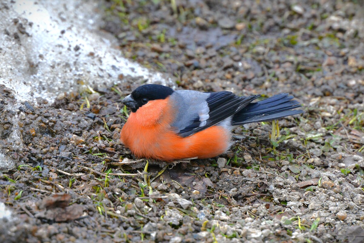 Снегирь - Константин Анисимов