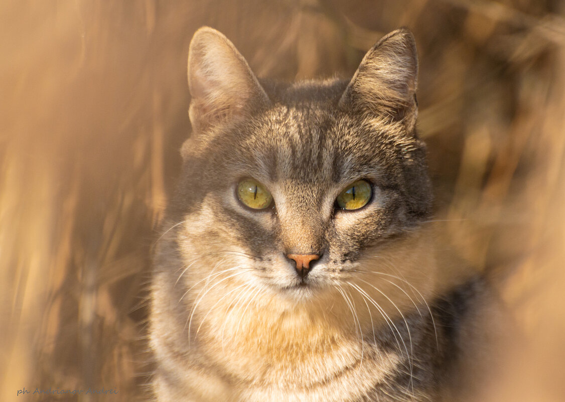 Спрятался... - Андрей Андрианов