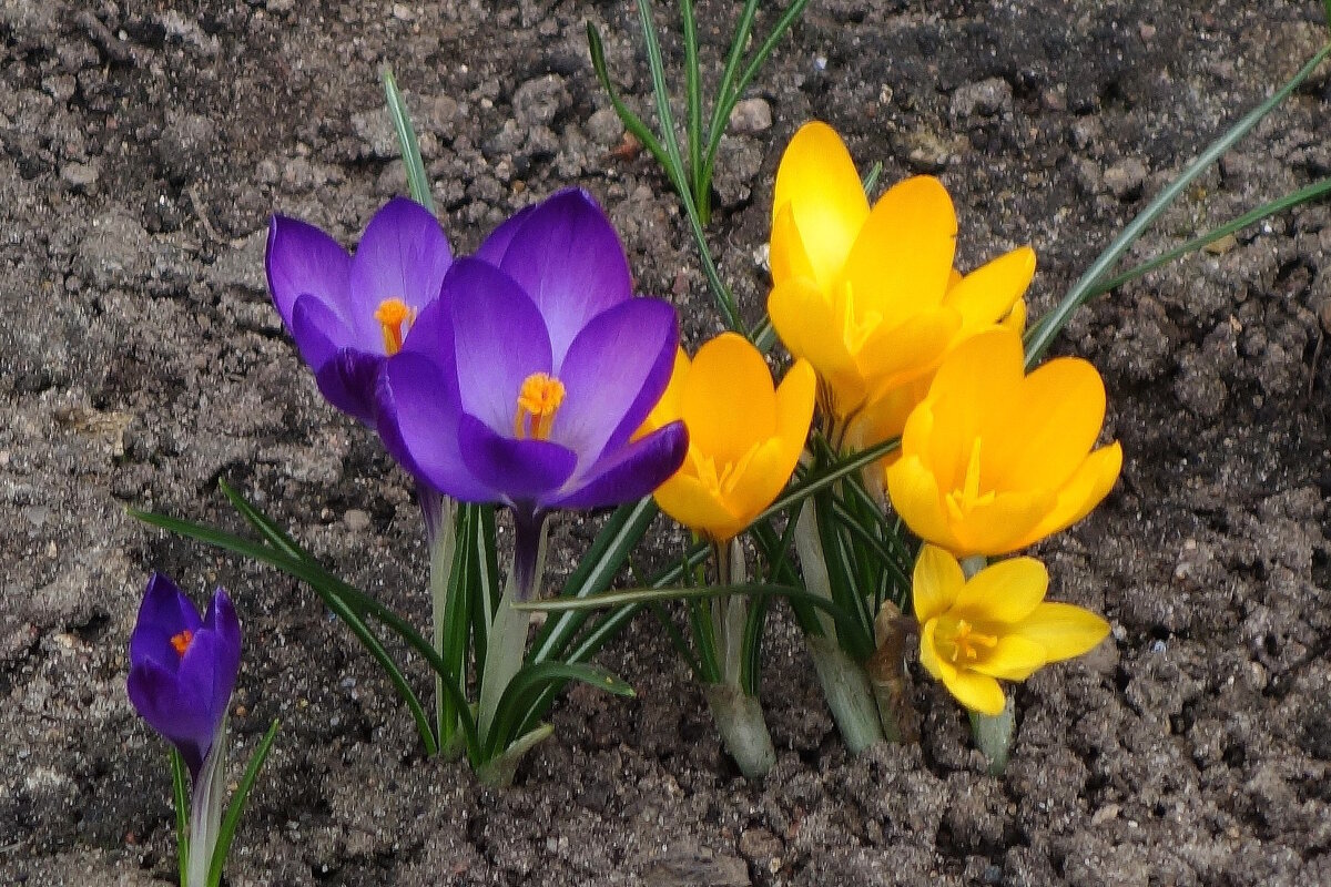 Крокусы - Рита Симонова